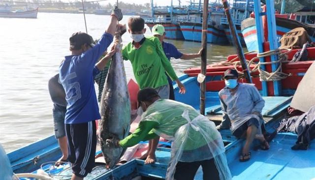 Dự báo ngư trường khai thác cá ngừ vằn tháng 2 - 2025