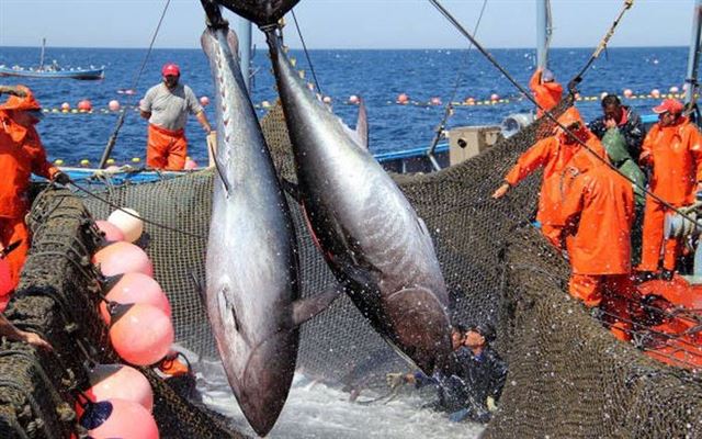 Dự báo ngư trường khai thác cá ngừ đại dương tháng 7 - 2025