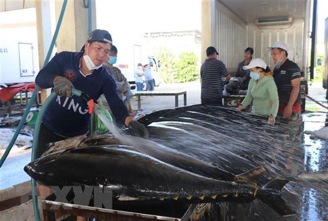 Dự báo ngư trường khai thác cá ngừ đại dương tháng 11 - 2025 (P1)